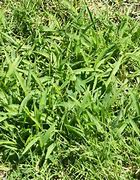 Image result for Corn Gluten Pre-Emergent Herbicide