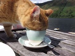 Image result for Cat Drinking Tea