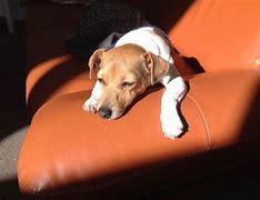 Image result for Pepper Dog Photos