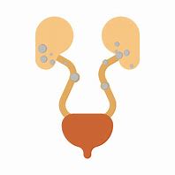 Image result for Ureter Graphics