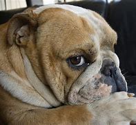 Image result for Fat Dog Side Eye