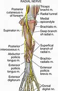 Image result for Pin Nerve Function