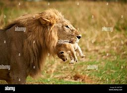 Image result for Male Lion Carrying Cub