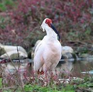 Image result for Endangered Bird Species in Aviculture