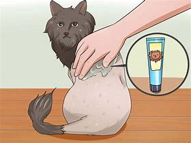 Image result for Lion Shave Cat