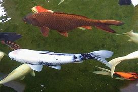 Image result for Brown Koi