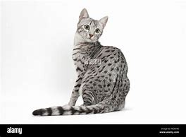 Image result for Classic Tabby Side View