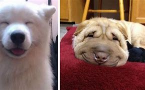 Image result for March Dog Smiles Images