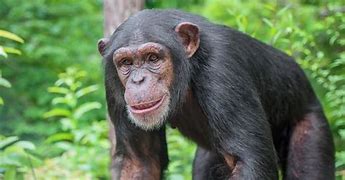 Image result for Chimpanzee vs Orangutan