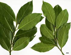 Image result for Laurus Species