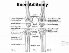 Image result for Knee Bones and Joints