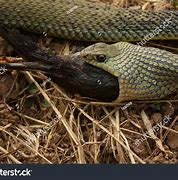 Image result for Snake Attack Bird