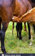 Image result for Horse Nursing