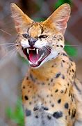 Image result for Domesticated Serval