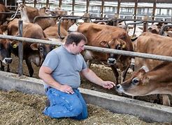 Image result for Cows On the Farm