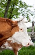 Image result for Mother Cow with Calf