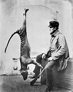 Image result for Thylacine Extinction