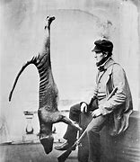 Image result for thylacine extinction photos