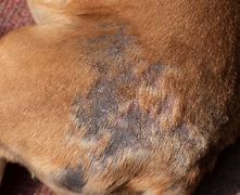 Image result for Mites in Dogs