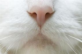 Image result for Cat Nose Shape