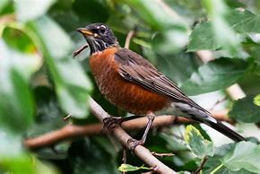 Image result for Backyard Birds Pictures and Names