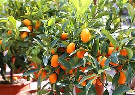 Image result for Maryland Tree Kumquat