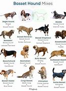 Image result for Basset Hound Cattle Dog Mix