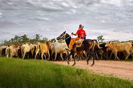 Image result for Cattle Size