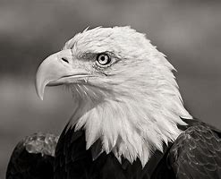 Image result for Eagle Portrait