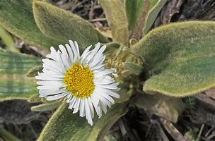 Image result for Asteraceae