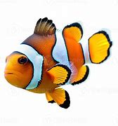 Image result for Anemone Fish No Background