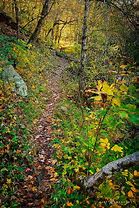 Image result for White Pines Nature Preserve