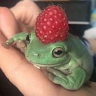 Image result for Cartoony Cute Frog PFP