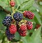 Image result for Growing Berries in Missouri