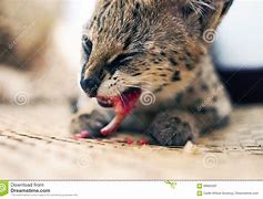 Image result for Serval Cat Eating