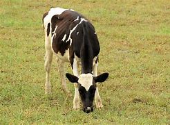 Image result for Holstein Calf Christmas