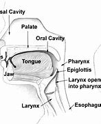 Image result for Palate Shape