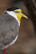 Image result for Masked Lapwing Baby