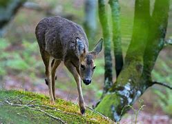 Image result for Corzo Animal