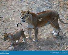 Image result for Mother Lioness