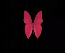 Image result for Animated Red Butterfly Gifs