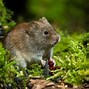 Image result for Meadow Vole and Woodland Volvo