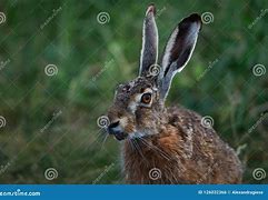 Image result for Hare White Background Long Ears