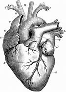 Image result for Anatomical Heart Reference Photo