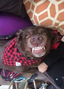 Image result for Smiling Doggo