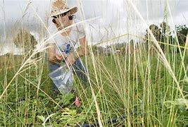 Image result for Plant Collecting