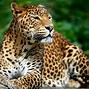 Image result for Wildlife Wall Placqus