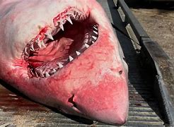 Image result for Great White Shark On Land