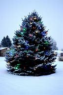 Image result for Three Chrismas Tree