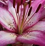 Image result for Wild Lily